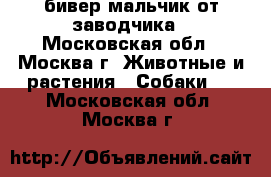 бивер мальчик от заводчика - Московская обл., Москва г. Животные и растения » Собаки   . Московская обл.,Москва г.